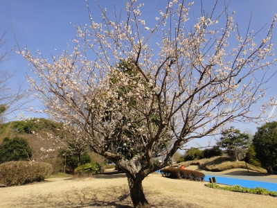 梅の花3