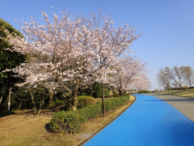 桜3